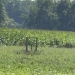 Studio farm home for sale in Bayham — 4688 Godby Road (Photo 1)
