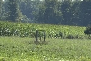 Studio farm home for sale in Bayham — 4688 Godby Road