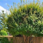 3-bedroom home for sale in Waterloo — 52 - 121 University Avenue East (Photo 4)