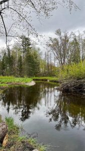 Studio vacant land home for sale in North Kawartha — 2348 Northey's Bay Road