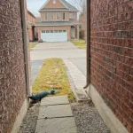 4-bedroom detached home for rent in Newmarket — 287 Mcbride Crescent (Photo 5)