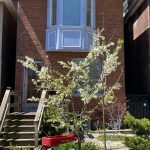 3-bedroom detached home for sale in Toronto — 30 Coady Avenue (Photo 4)