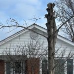 2-bedroom detached home for rent in Toronto — Bsmt - 16 Crosland Drive (Photo 4)