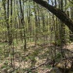 Studio vacant land home for sale in Parry Sound — 2376 South Horn Lake Road (Photo 1)