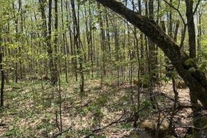 Studio vacant land home for sale in Parry Sound — 2376 South Horn Lake Road
