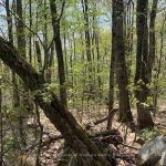 Studio vacant land home for sale in Parry Sound — 2376 South Horn Lake Road (Photo 2)