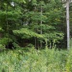 Studio vacant land home for sale in Muskoka — 48 Summer Leigh Trail (Photo 4)