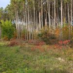 Studio home for sale in Tay — Lot 19 - 75 Windermere Circle (Photo 2)